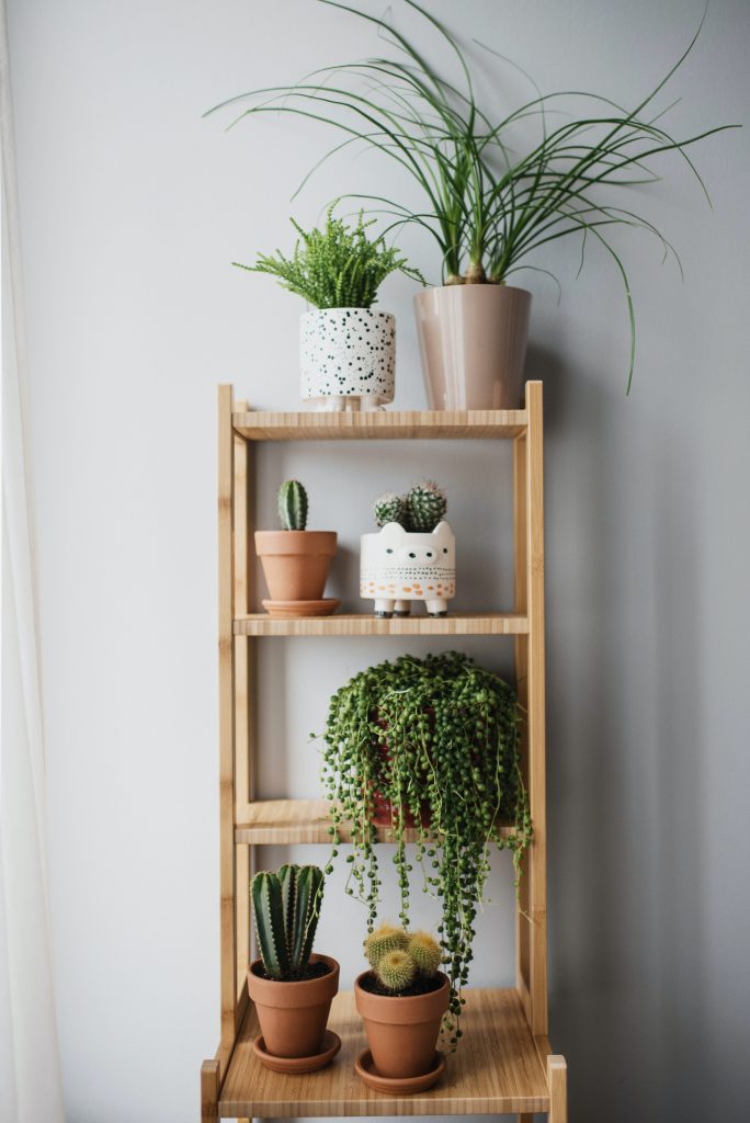Top 5 Indoor Plants You Must Have In Your Home