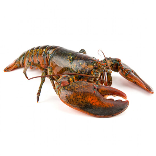 Live Lobster (لايف لوبستر)