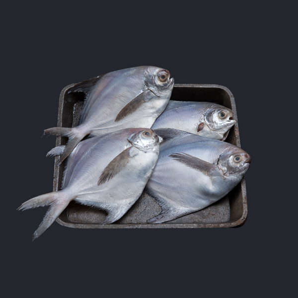 White Pomfret (Whole Small) 200UP- Without Clean Whole  